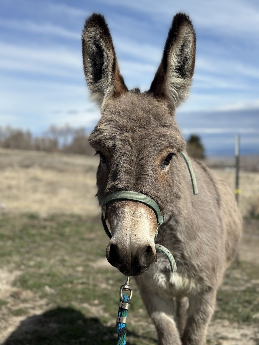 Mini Donkey Gelding