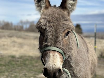Mini Donkey Gelding