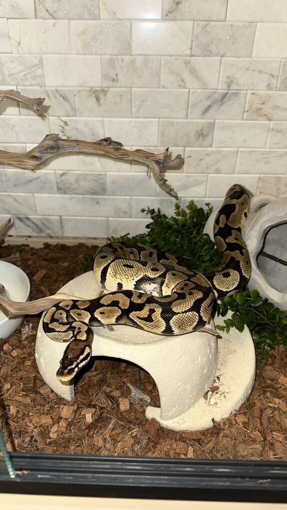 Female Ball Python + Full Setup