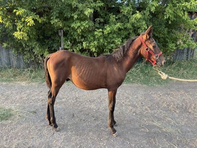 2026 Bay Colt