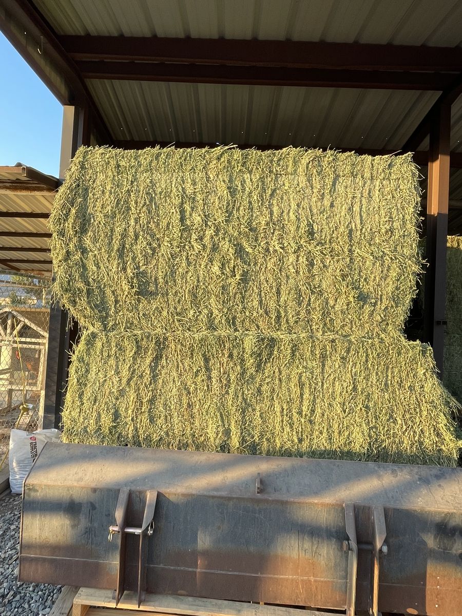 Alfalfa Hay