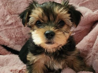 Morkie (Maltese/ Yorkie)