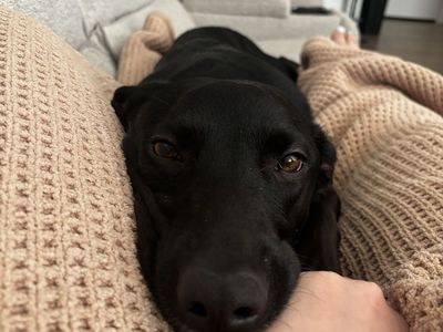 Friendly Black border collie/ cattle dog Mix Looking for Loving Home