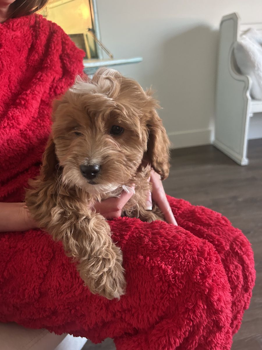 Cavapoo Puppies