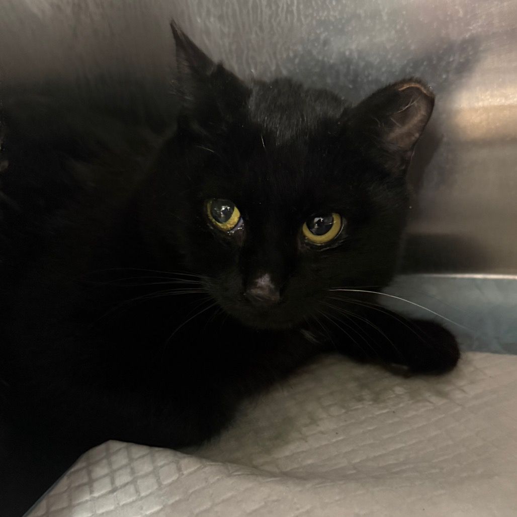 Hello my name is Gimli