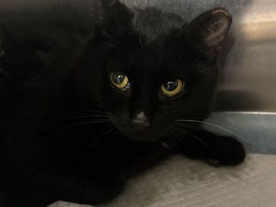 Hello my name is Gimli