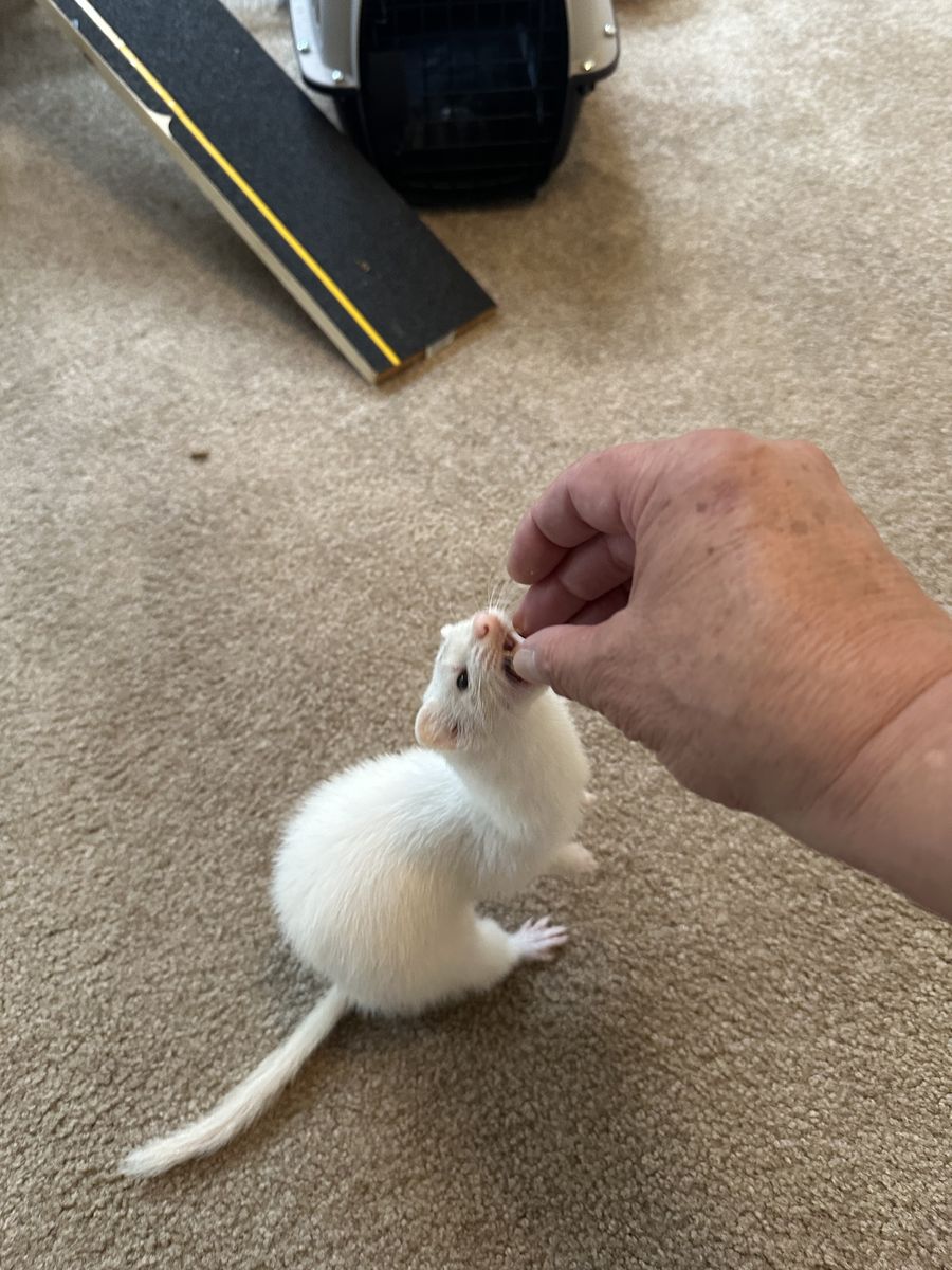 Ferret