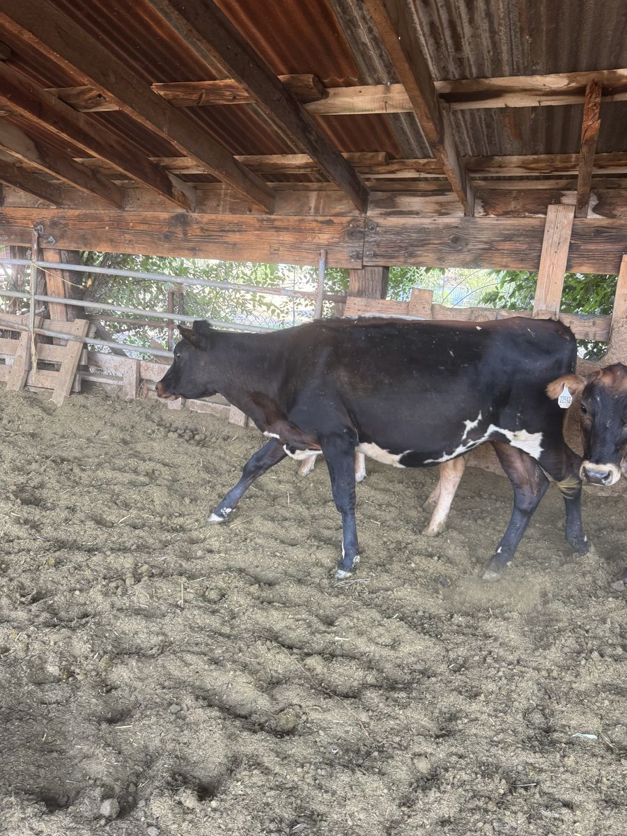 Longhorn cross yearlings heifers