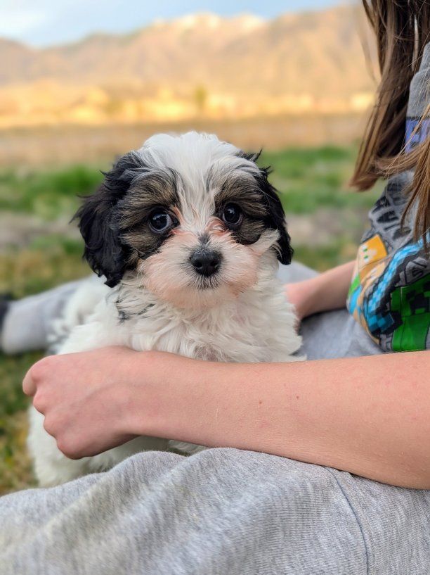 Rolly-polly Toy Labradoodle Boy, Ready April 5th