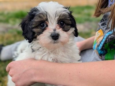 Rolly-polly Toy Labradoodle Boy, Ready April 5th