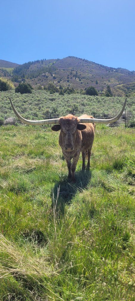 Texas Longhorn Cow