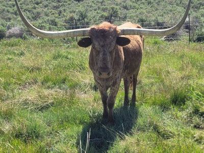 Texas Longhorn Cow
