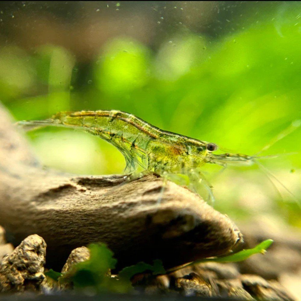 wild type freshwater shrimp