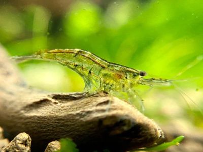 wild type freshwater shrimp