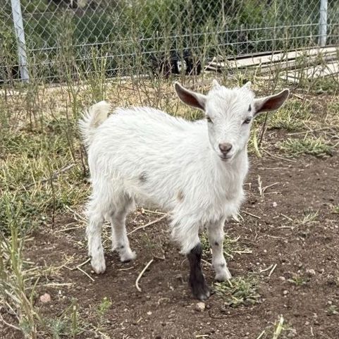Nigerian Dwarf Buck