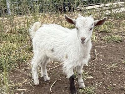 Nigerian Dwarf Buck