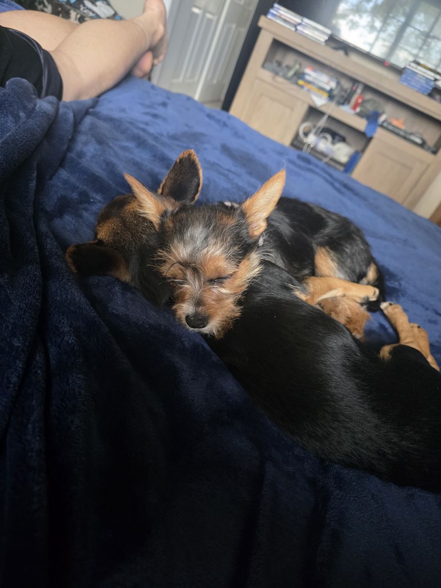 selling my chihuahua and yorkie puppies