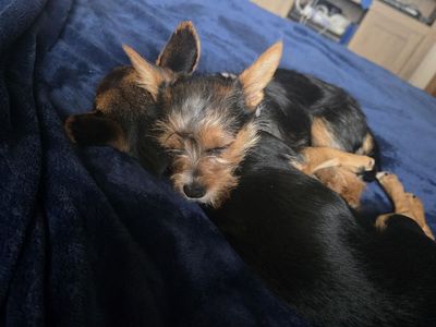 selling my chihuahua and yorkie puppies
