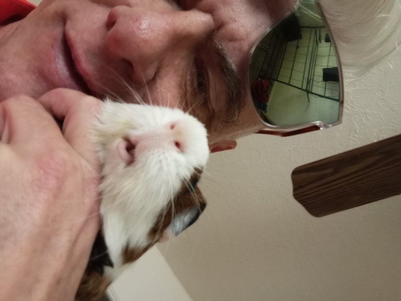 Guinea Pig Sitter needed
