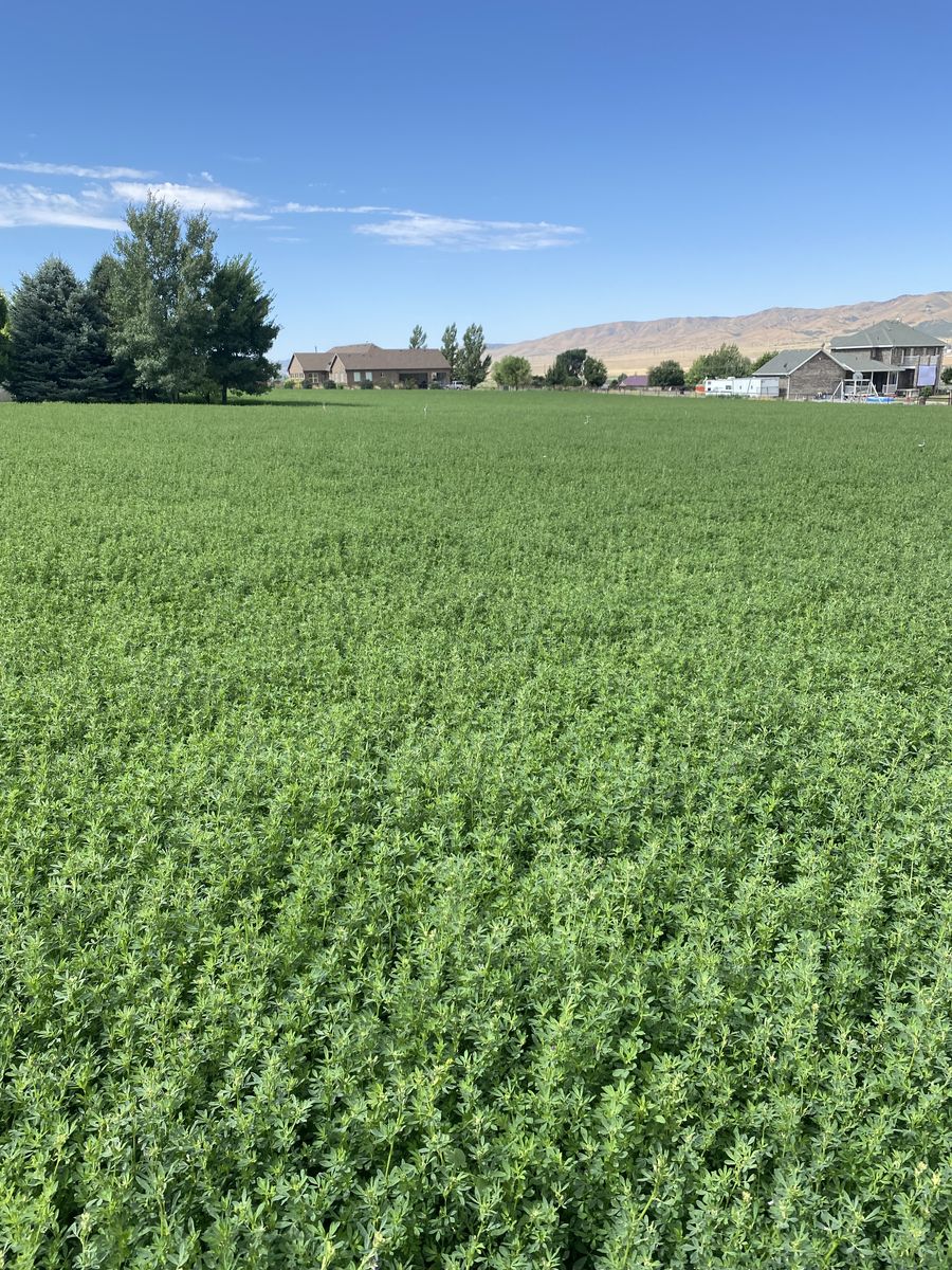 Alfalfa Hay 17”x40” Bale, approx. 90lb, Weed Free