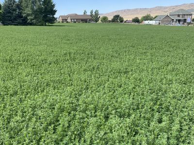 Alfalfa Hay 17”x40” Bale, approx. 90lb, Weed Free