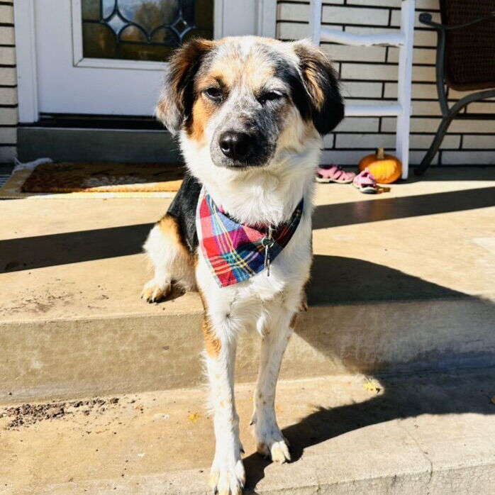 Border Collie Aussie