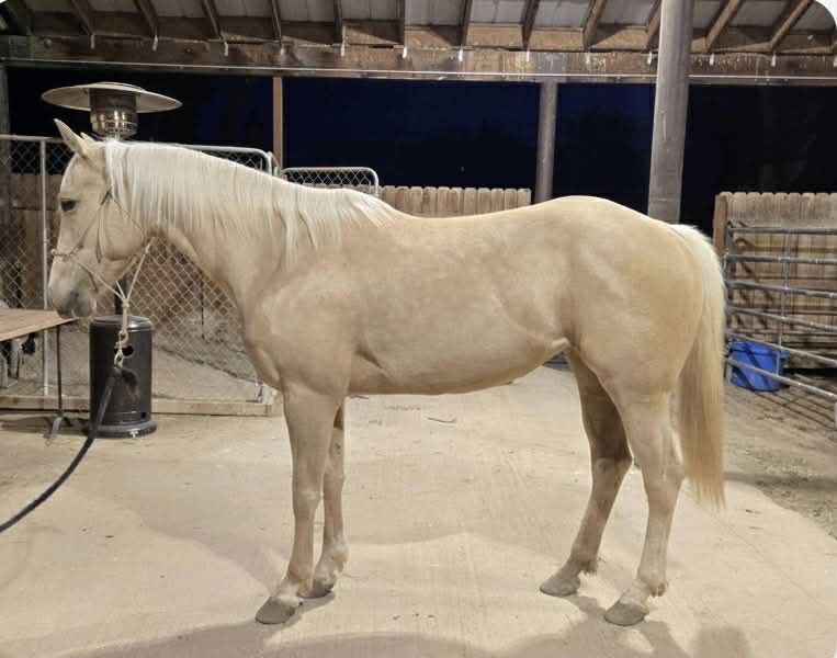 Granddaughter of High Brow Cat And CD Olena!