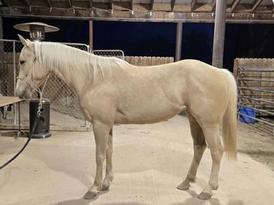 Granddaughter of High Brow Cat And CD Olena!