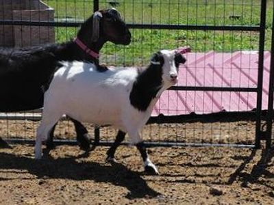 Mini Nubian Doe
