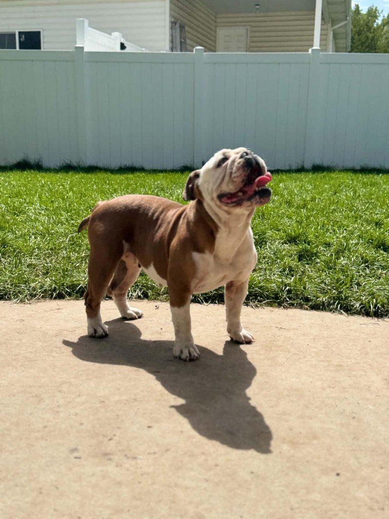 English Bulldog Purebred