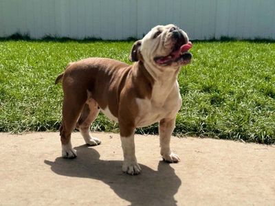 English Bulldog Purebred