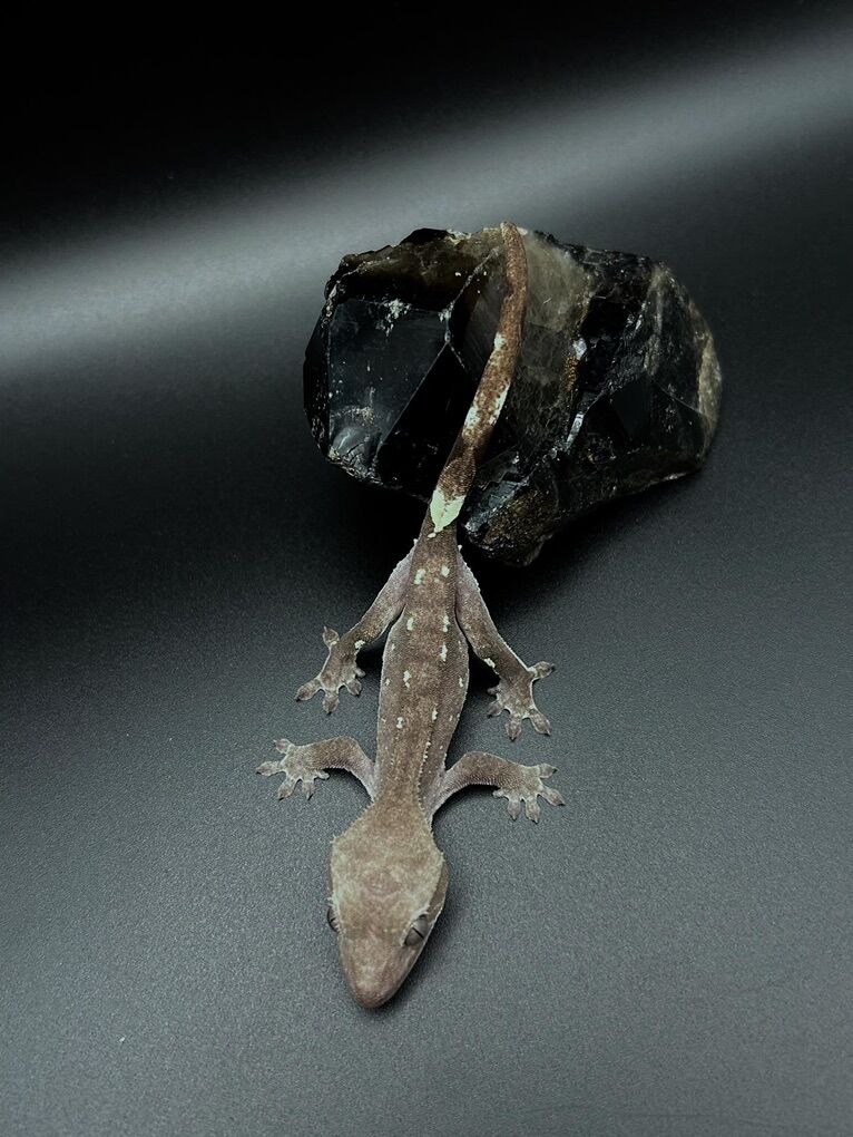 Axanthic Probable Female Crested Gecko