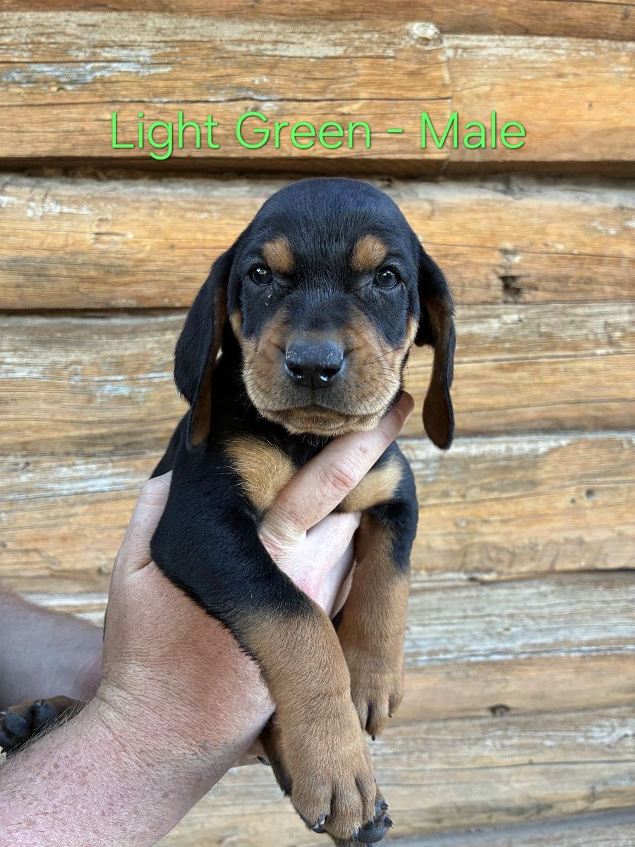 Hound Puppy