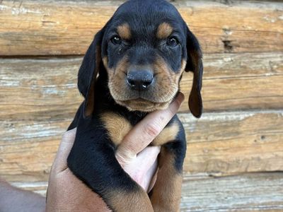 Hound Puppy
