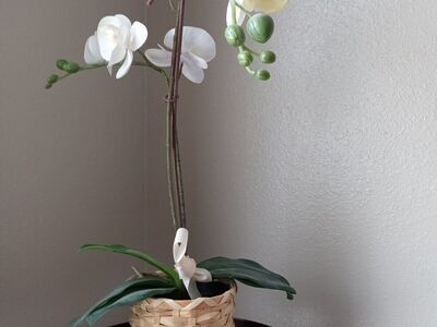 Artificial white orchids in pot in basket around 21 inches