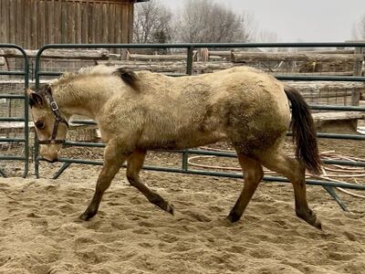 2025 Buckskin Roan AQHA Filly