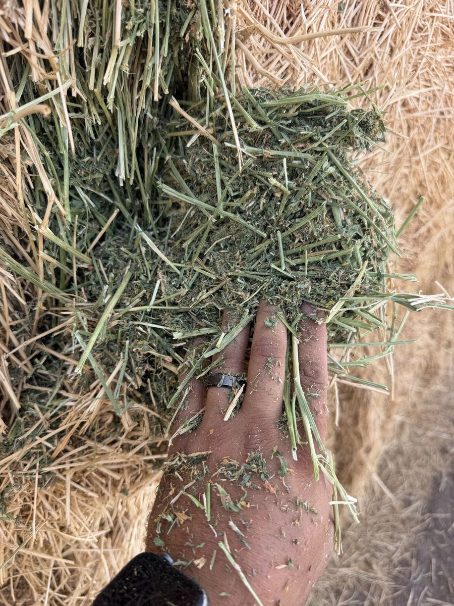 Premium 1st crop alfalfa