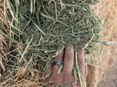 Premium 1st crop alfalfa