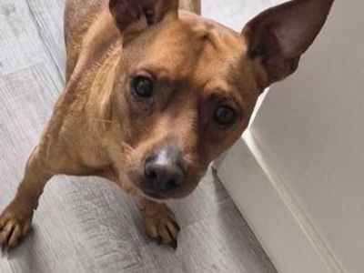 Miniature Pincher Chihuahua Mix