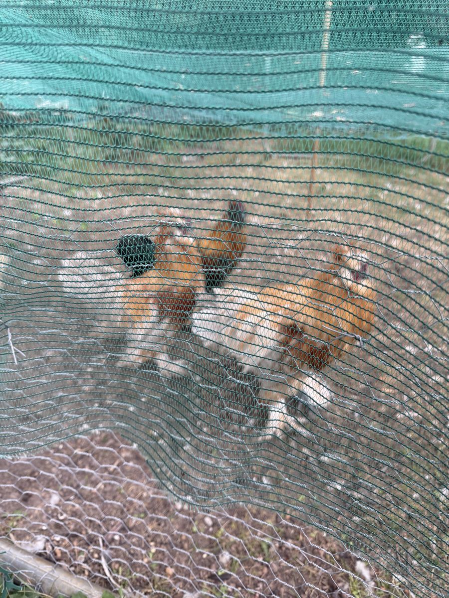3 silke roosters