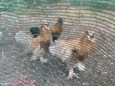 3 silke roosters