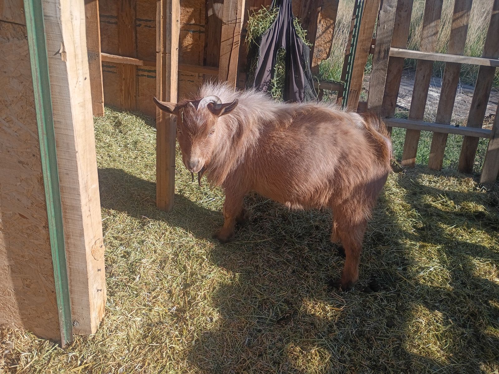 ADGA Nigerian Dwarf Buck