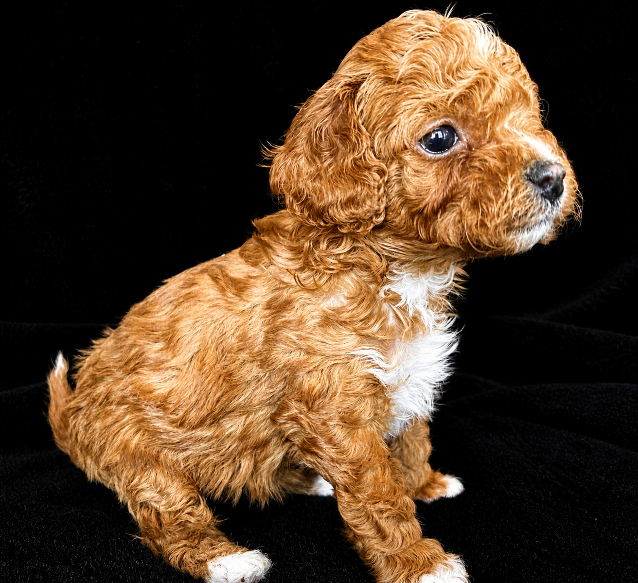 TINY 4-6lbs micro Cavapoochon puppies (cavapoo/bichpoo/poochon/poodle/maltipoo/doodle)