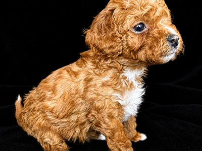 TINY 4-6lbs micro Cavapoochon puppies (cavapoo/bichpoo/poochon/poodle/maltipoo/doodle)