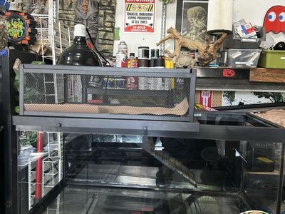 Turtle set up