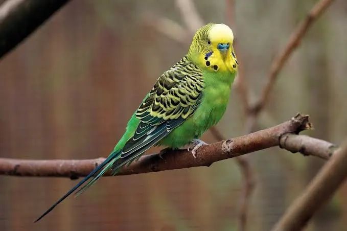 Vibrant Budgerigar Parakeet - Healthy, Playful, and Ready for a New Home!