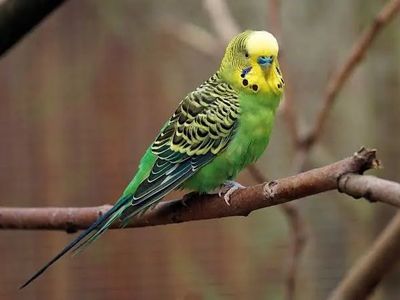 Vibrant Budgerigar Parakeet - Healthy, Playful, and Ready for a New Home!
