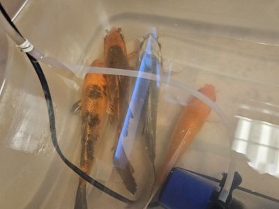 one butterfly one regular koi 12"