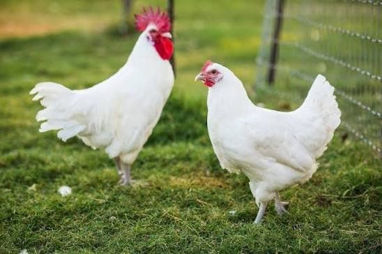 American Bresse hatching eggs