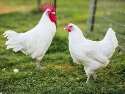 American Bresse hatching eggs